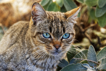 Chat aux yeux bleu