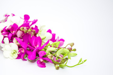 Bouquet of a beautiful orchid close up on white background.