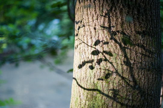 Zweigschatten auf Baumstamm