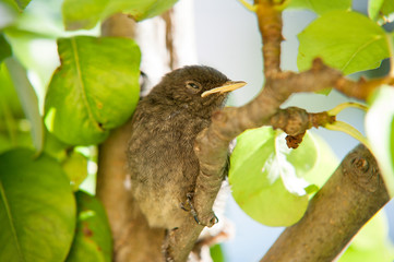 Jungvogel versteckt sich zwischen Blättern