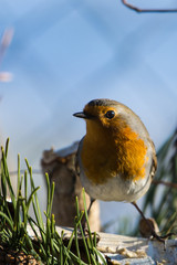 Rotkehlchen