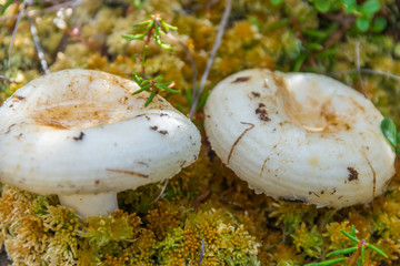 White agaric mushroom