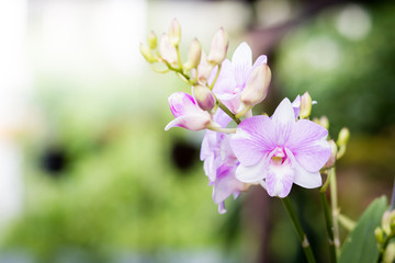 Bouquet of plumeria on tree close up.