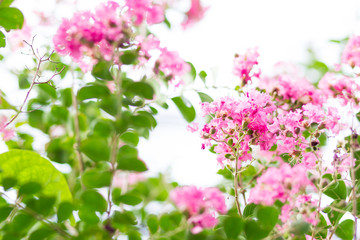Image of lagerstroemia flowers close up.