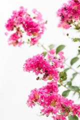 Image of lagerstroemia flowers close up.