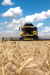 Plakat Combine harvests wheat on a field in sunny summer day
