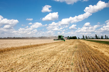 Combine harvests wheat on a field in sunny summer day