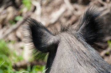 Wildschweinohren