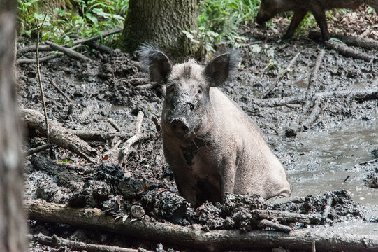 Wildschwein im Schlamm