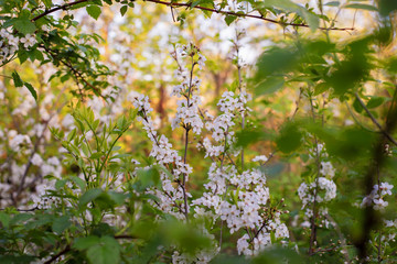 Cherry blossoms in the garden