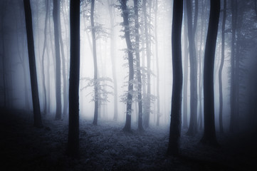 Dark forest in twilight background. Fog between trees in gloomy woods on rainy misty weather