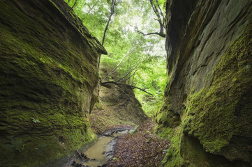 Summer natural forest wilderness landscape. Natural green canyon with trees on cliffs, moss and lush vegetation