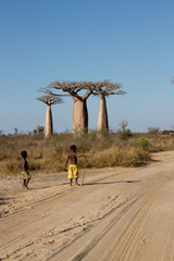 Baobab