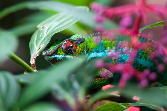chameleon in zoo zurich