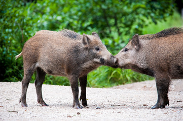 Wildschweine
