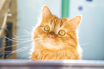 ginger cat