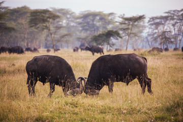 Lake Nakuru, Kenya © SB