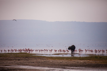Lake Nakuru, Kenya © SB