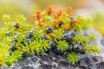 Crowberry