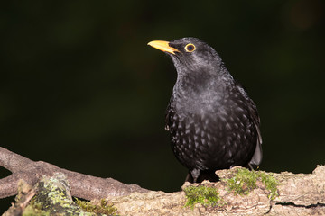 Blackbird, Turdus merula