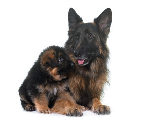 puppy and adult german shepherd
