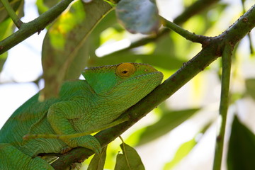 Camaleonte
