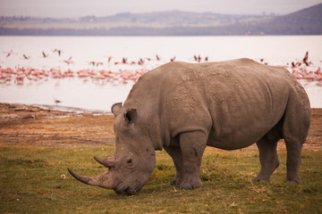 Fototapeta premium Rhinoceroses in Nakuru National Park 