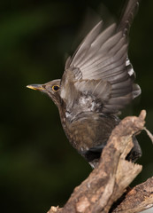 Blackbird, Turdus merula