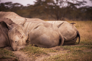 Fototapeta premium Rhinoceroses in Nakuru National Park 