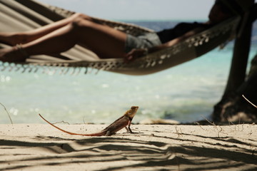 tropical hammock with woman and lizard in maldives
