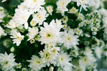 white flowers and the green shadow in soft focus and vignette