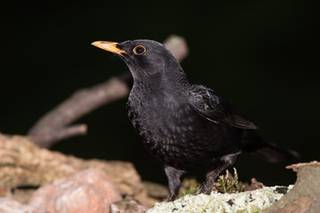 Blackbird, Turdus merula