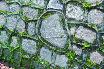 Obraz premium Green moss covered the old stone wall.