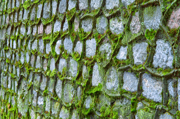 Green moss covered the old stone wall.