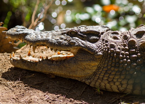 coccodrillo