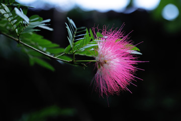 Fleur rose à plumeau de l'arbre à soie, Rain Forest, Australia