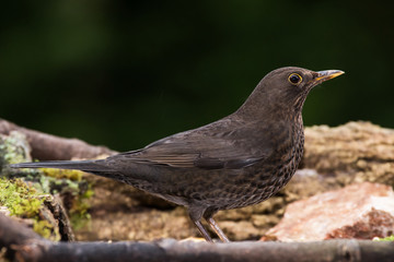 Blackbird, Turdus merula