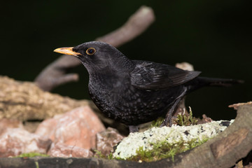 Blackbird, Turdus merula