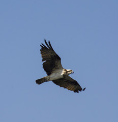 Fototapeta premium This Osprey is flying over his area on the eternal quest for food.