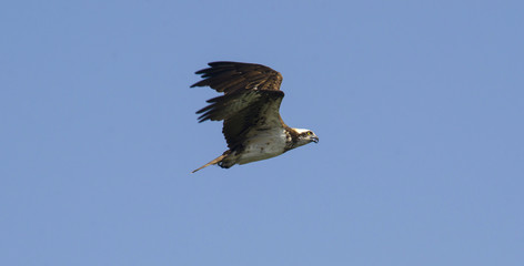 This Osprey is flying over his area on the eternal quest for food.