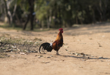 crowing rooster in profile in the farmyard in sunny day