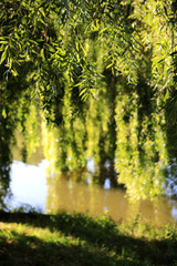 Feuillage. Les étangs de Corot. Ville d'Avray. / Moorhen. The ponds of Corot. Ville d'Avray.