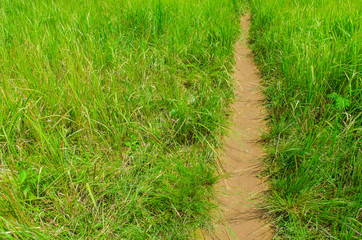 Obraz premium The field of tropical green forest, National park of Thailand