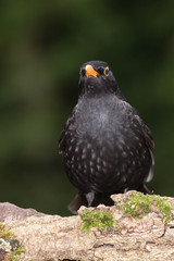 Blackbird, Turdus merula