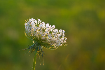 fiore di carota selvatica (Daucus carota)