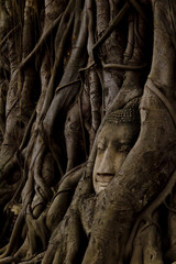 Buddha Tree