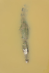 Crocodile floating in the water view from the top © chokniti