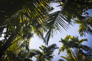 Palm tree