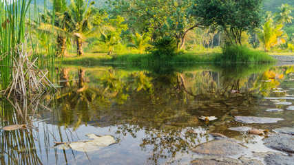 Landscape with palm trees