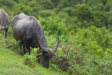 Obraz premium group of buffalo in natural field, Thailand